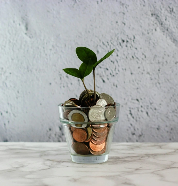 green plant in clear glass cup